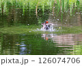 池で遊ぶカイツブリ 126074706
