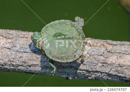 生まれて間もないミシシッピアカミミガメ 生まれて間もないミシシッピアカミミガメ 126074787