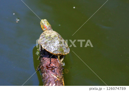 生まれて間もないミシシッピアカミミガメ 126074789