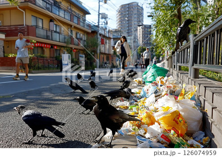 街中でゴミを荒らすカラスと増え続ける都市の環境問題 126074959
