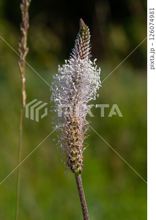 A close up of the wildflower Ribwort plantain, Plantago lanceolata 126074981