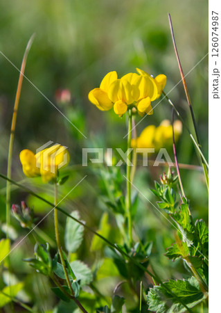 Close up of birds foot trefoil lotus corniculatus flowers in bloom. Beautiful yellow floral background 126074987