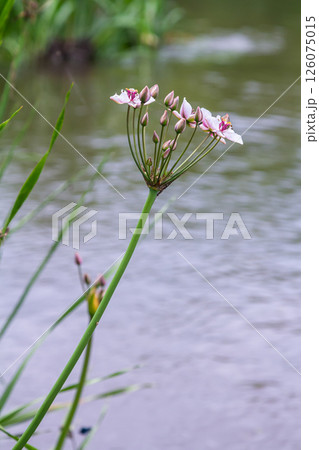 Photo butomus umbellatus flower burchardia, macro photo, forest water lily flower, summer spring, botany, background pink Photo butomus umbellatus flower burchardia, macro photo, forest water lily flower, summer spring, botany, background pink 126075015