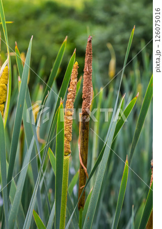 The broad-leaved bat Typha latifolia prefers marshy habitats, often inhabits the banks of ponds 126075016