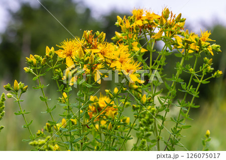 flowers of Saint Johns wort, Hypericum perforatum flowers of Saint Johns wort, Hypericum perforatum 126075017