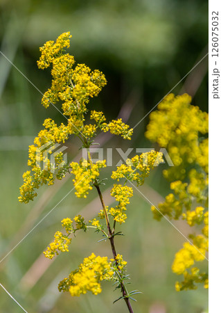Closeup yellow flowers of lady's bedstraw, yellow bedstraw Galium verum in a Dutch garden. Family Rubiaceae. Summer, August, Netherlands 126075032