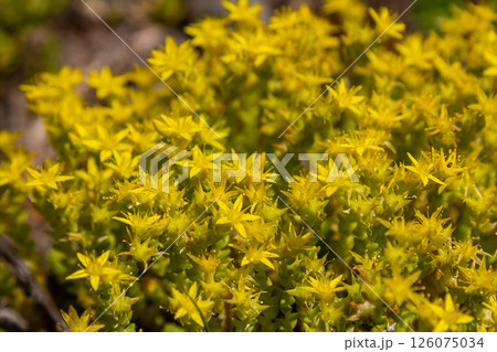 Muller seeds in forest bed. Sedum acre. Yellow flowers growing in the field Muller seeds in forest bed. Sedum acre. Yellow flowers growing in the field 126075034