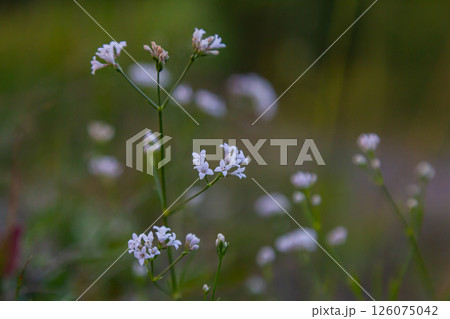 Macro photo of a dyer woodruff flower, Asperula tinctoria 126075042