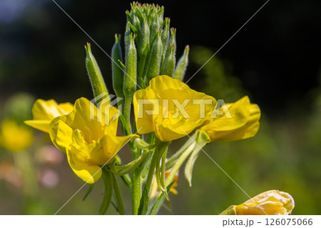 Yellow evening primrose Oenothera biennis, medicine plant for cosmetics, skin care and eczema 126075066