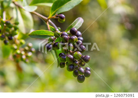 Wild privet or common privet or European privet Ligustrum vulgare fruit and berries isolated on a natural green background 126075091