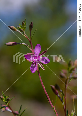 Willowherb epilobium angustifolium. Blooming sally epilobium angustifolium 126075093