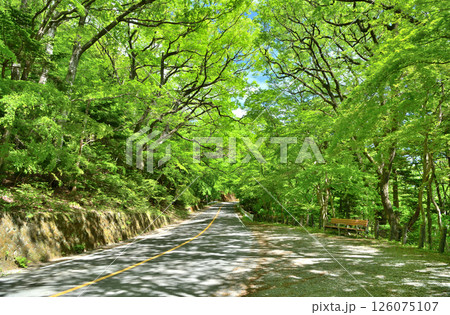 栃木県那須塩原市　塩原渓谷沿いに走る大正浪漫街道 126075107