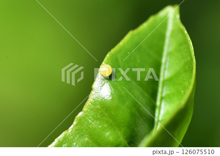 ナミアゲハの卵 126075510