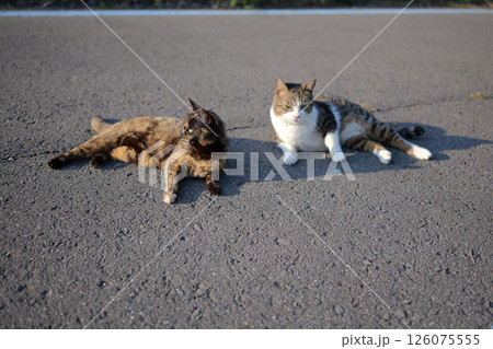 道端で遊ぶさび猫達 道端で遊ぶさび猫達 126075555