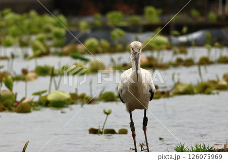 れんこん畑で餌を探しているコウノトリ 126075969