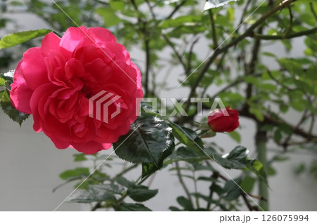 A lonely red rose flower. A lonely red rose flower. 126075994