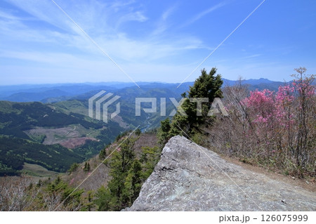 稲叢山の山頂 アケボノツツジ咲く (高知県 土佐町) 稲叢山の山頂 アケボノツツジ咲く (高知県 土佐町) 126075999