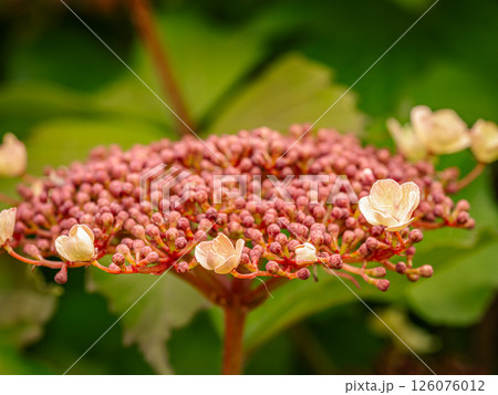 Close-Up of Vibrant Sargent Viburnum flower Blooming in Garden Close-Up of Vibrant Sargent Viburnum flower Blooming in Garden 126076012