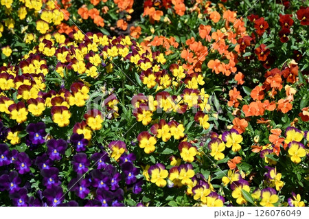 花 花 126076049