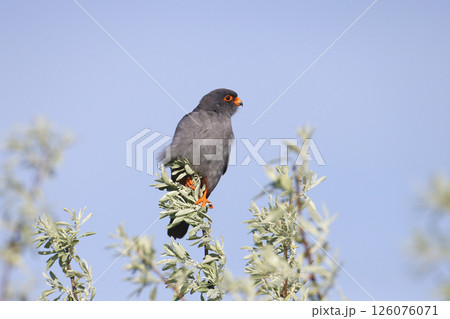 The red-footed falcon (Falco vespertinus) The red-footed falcon (Falco vespertinus) 126076071
