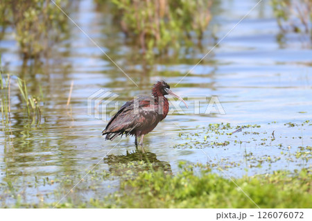 The glossy ibis (Plegadis falcinellus) The glossy ibis (Plegadis falcinellus) 126076072