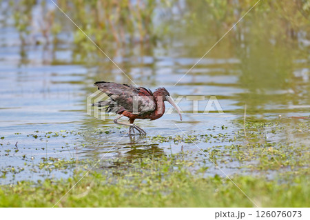 The glossy ibis (Plegadis falcinellus) 126076073