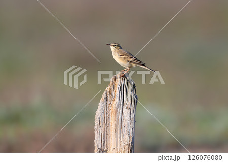 The tawny pipit (Anthus campestris) 126076080
