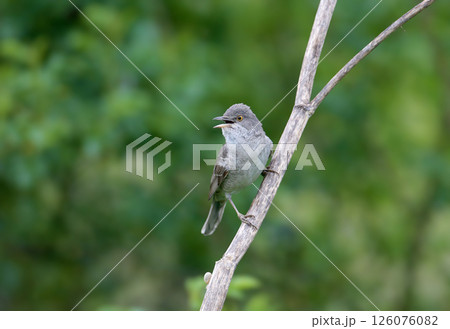 The barred warbler (Curruca nisoria) The barred warbler (Curruca nisoria) 126076082