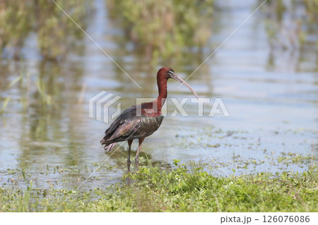 The glossy ibis (Plegadis falcinellus) The glossy ibis (Plegadis falcinellus) 126076086