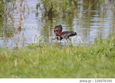 The glossy ibis (Plegadis falcinellus) The glossy ibis (Plegadis falcinellus) 126076105