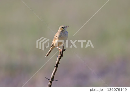 The tawny pipit (Anthus campestris) The tawny pipit (Anthus campestris) 126076149