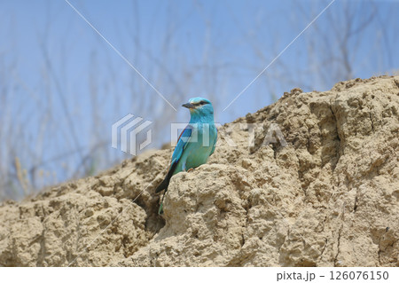 The European roller (Coracias garrulus) The European roller (Coracias garrulus) 126076150