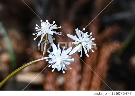 六甲の山で見た白色の花弁と萼片に白色の雄しべが綺麗なセリバオウレンの雄花 126076477