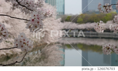水面に映る桜並木 126076703