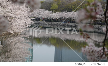 水面に映る桜並木 水面に映る桜並木 126076705