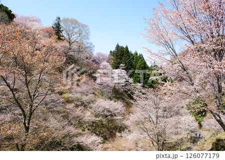 美しい満開の中千本桜 奈良県 吉野 美しい満開の中千本桜 奈良県 吉野 126077179