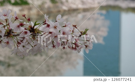 水面に映る桜並木 126077241