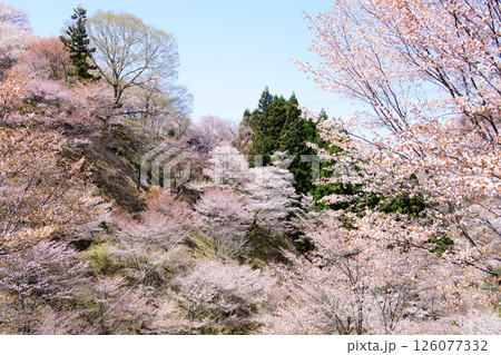 美しい満開の中千本桜を行く　奈良県　吉野 126077332