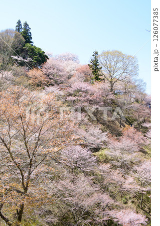 美しい満開の中千本桜 奈良県 吉野 美しい満開の中千本桜 奈良県 吉野 126077385