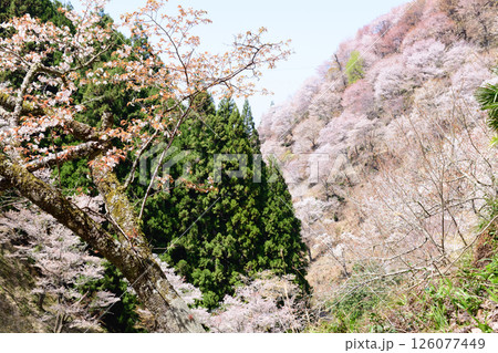 吉野山　満開の中千本　シロヤマザクラの古木　奈良県　吉野 126077449