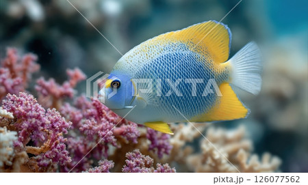 National Zoo and Aquarium Month. Colorful angelfish swimming among vibrant coral reefs underwater 126077562