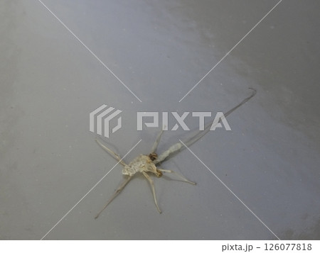 カゲロウの抜け殻 126077818
