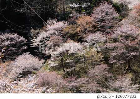 吉野 春の絶景 美しい満開の中千本桜 奈良県 吉野 春の絶景 美しい満開の中千本桜 奈良県 126077832