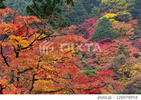 善峯寺から紅葉した山を見る 善峯寺から紅葉した山を見る 126078054