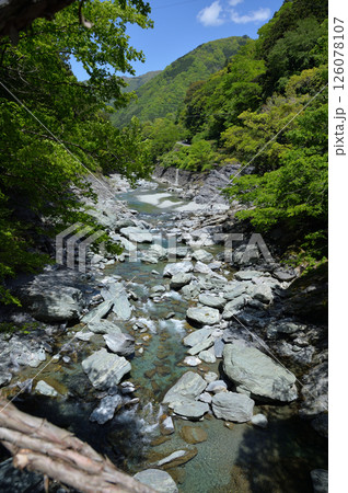 祖谷のかずら橋から、徳島県三好市西祖谷山村 祖谷のかずら橋から、徳島県三好市西祖谷山村 126078107