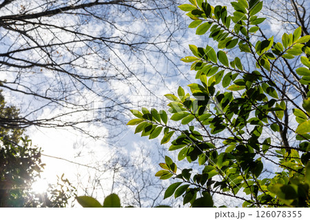 秋晴れの筑波山 朝日峠展望公園 植物 秋晴れの筑波山 朝日峠展望公園 植物 126078355