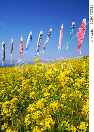 鯉のぼりと菜の花畑 126078533