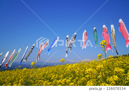 鯉のぼりと菜の花畑 鯉のぼりと菜の花畑 126078534