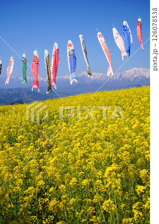 鯉のぼりと菜の花畑 126078538