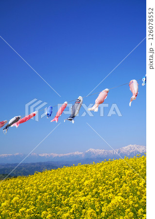 鯉のぼりと菜の花畑 126078552